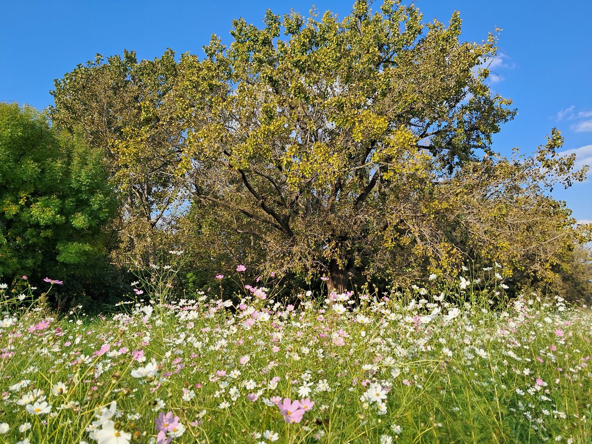 Rico Schacherl tweet media