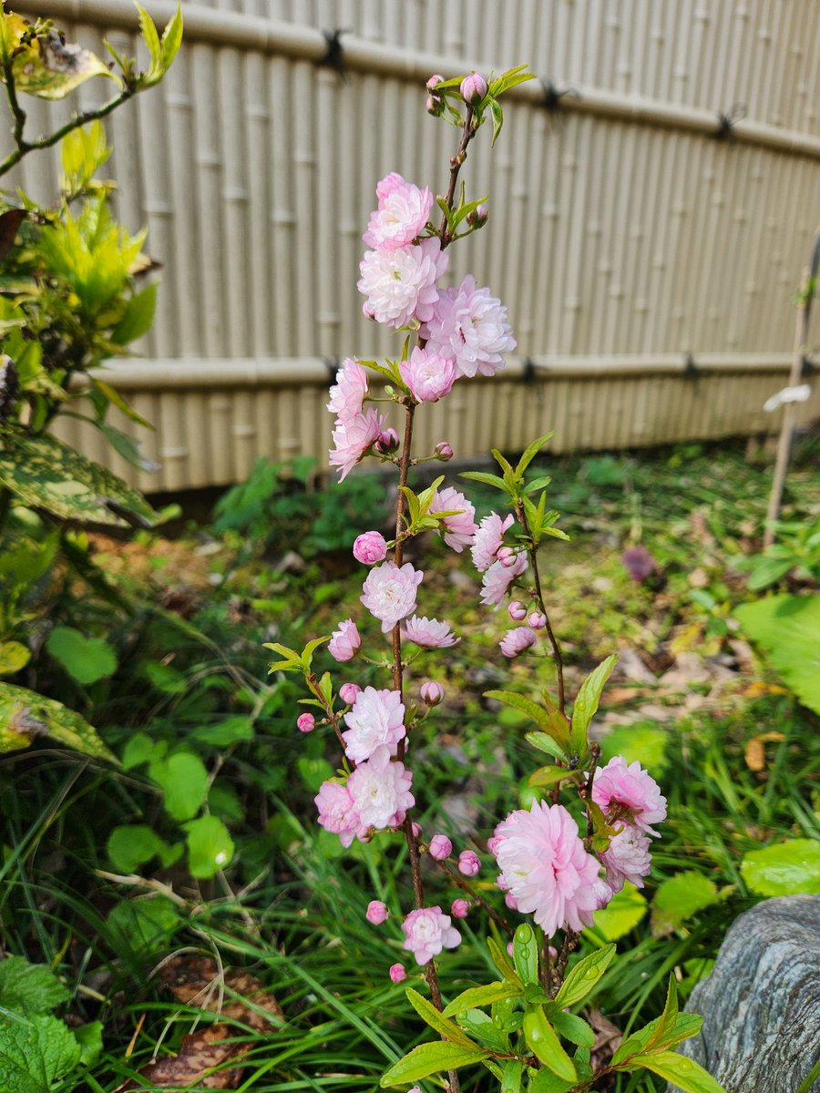 yakitori1963's tweet image. 庭もぼちぼち賑やかになってきたわい🌸🍶✨

#庭桜
#春が来た
#SpringHasCome