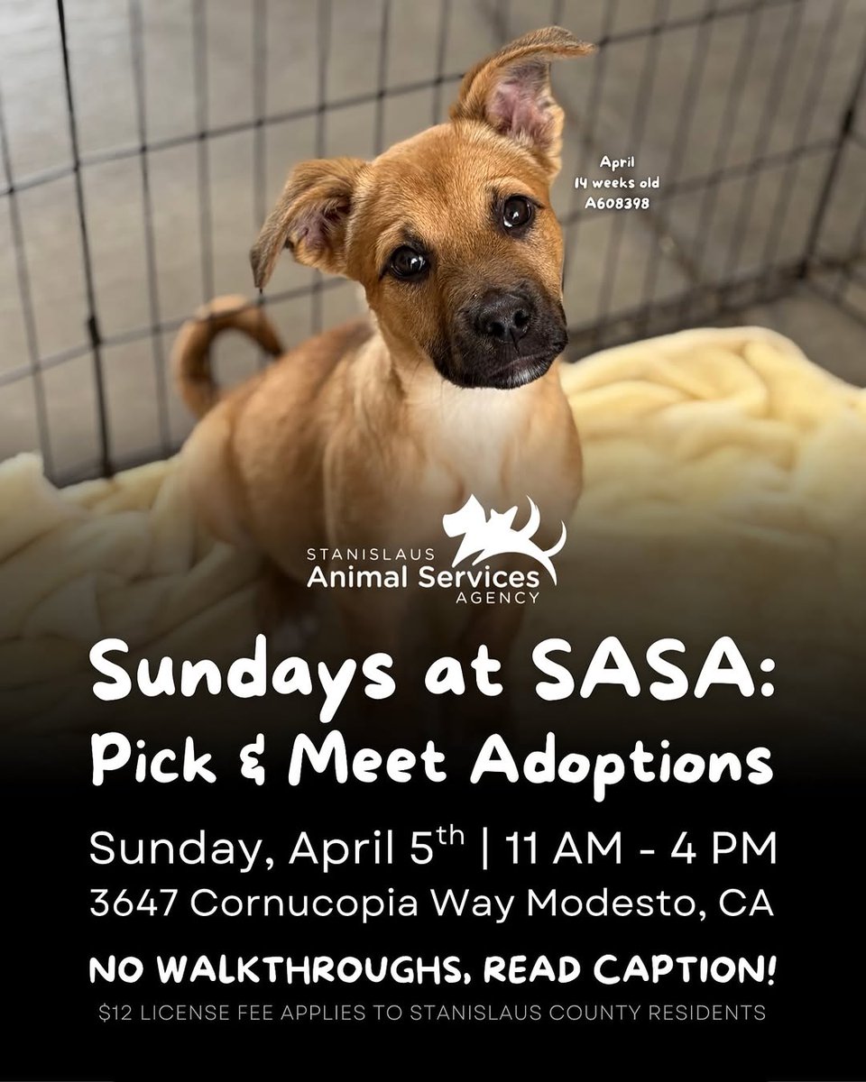 Foster a shelterpet at ZERO COST🐾 tweet media