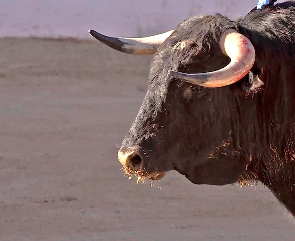 Seisyelsobrero tweet media