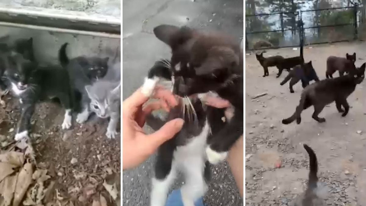 Eyewitness News tweet media