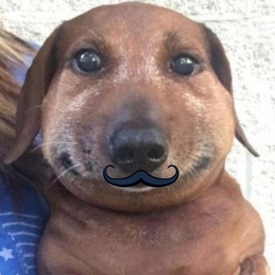 떵강아지 tweet media