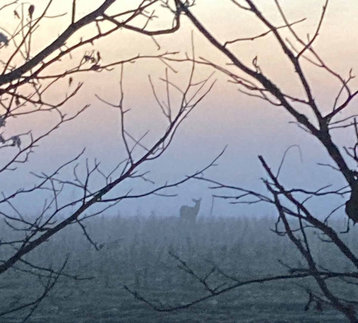 🌲 ⛄️Joe Sapia ⛄️ 🛷 tweet media