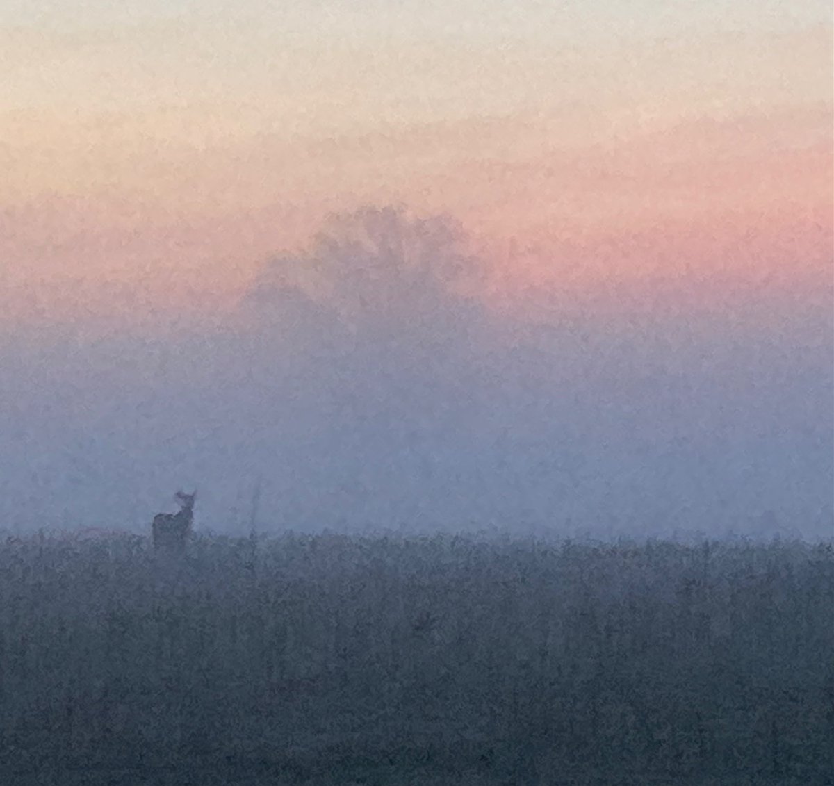 🌲 ⛄️Joe Sapia ⛄️ 🛷 tweet media