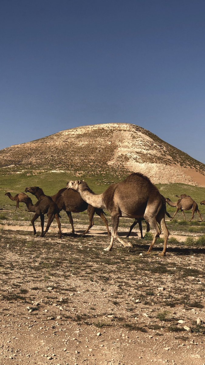 Ashwag 🕊️. tweet media