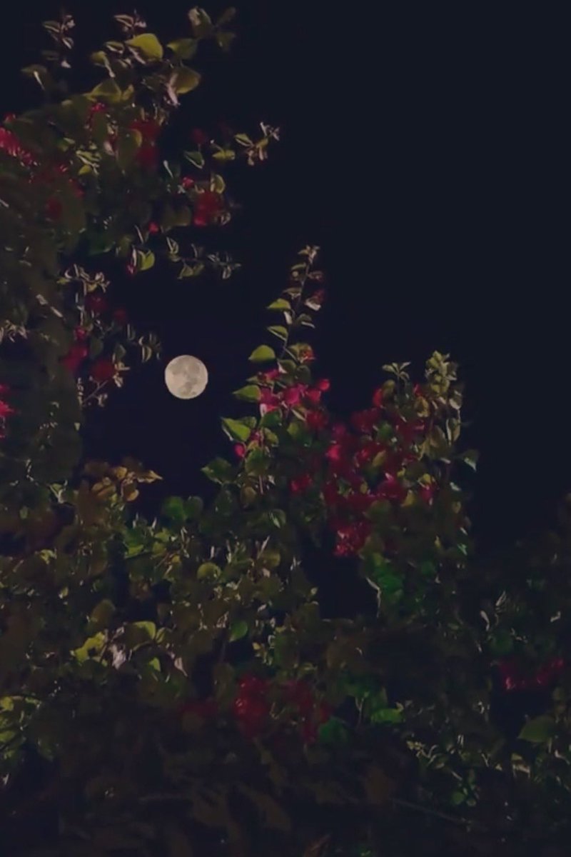 عيد الحارثي🥈 tweet media