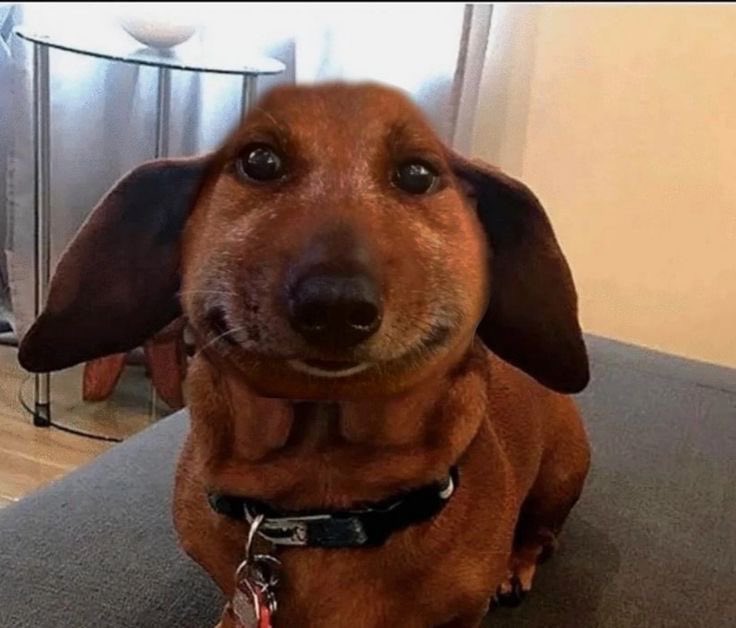 떵강아지 tweet media