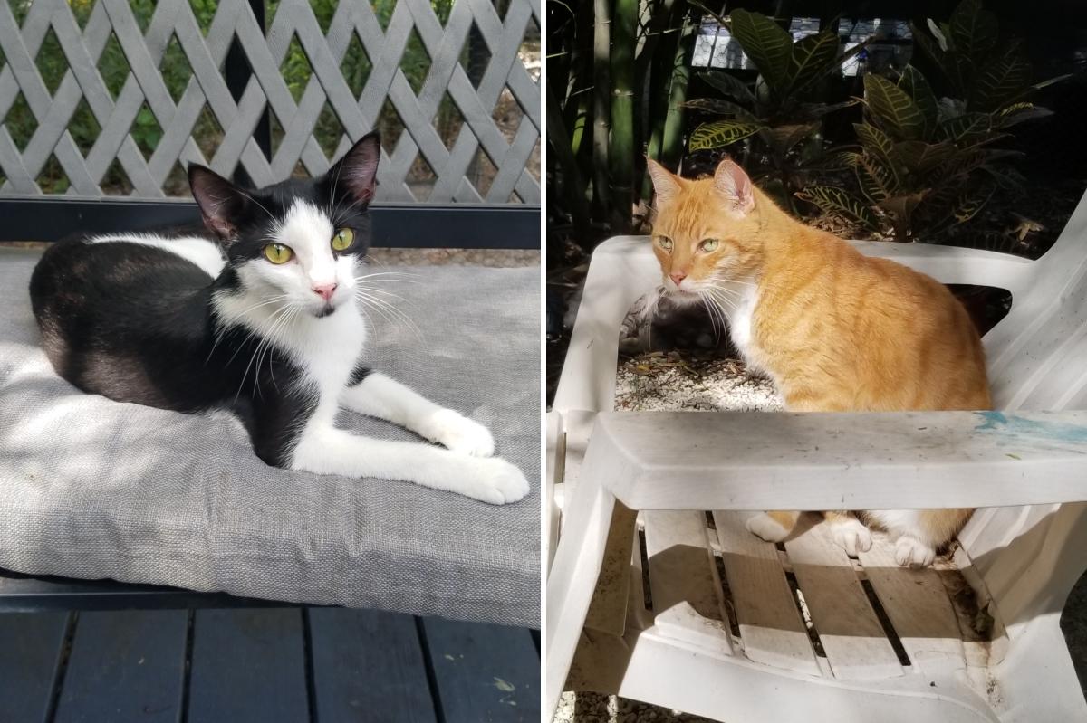 New York Post tweet media