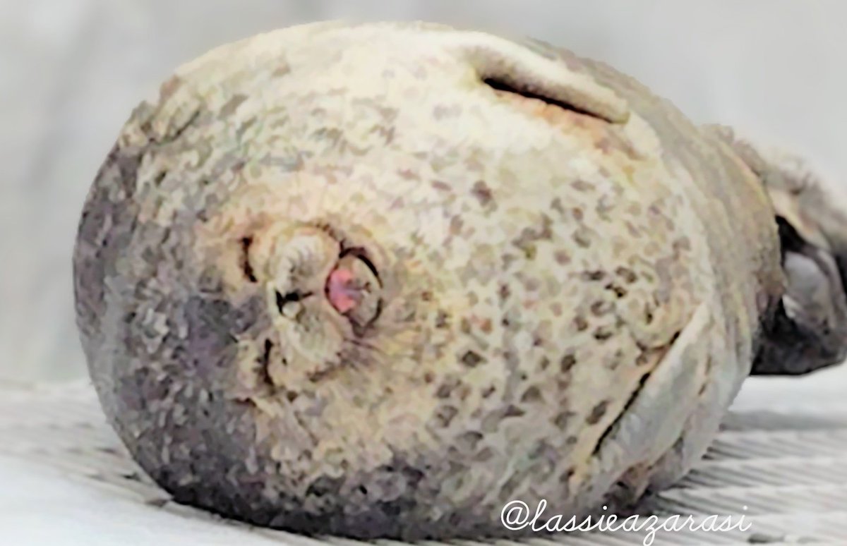 ラッシー lassie🦭 tweet media