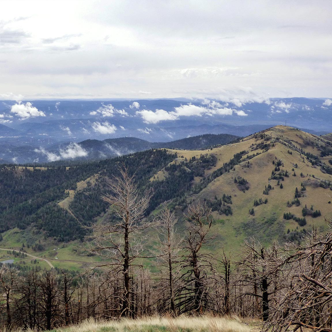 505Nomad's tweet image. Sierra Blanca is the highest peak in the Sacramento Mountains at 11,981 feet. Located on the Mescalero #Apache Indian Reservation, it is southern New Mexico's highest peak, located  approximately 10 miles west-northwest of #Ruidoso.

#landscape #daytrip #whataview #NewMexico