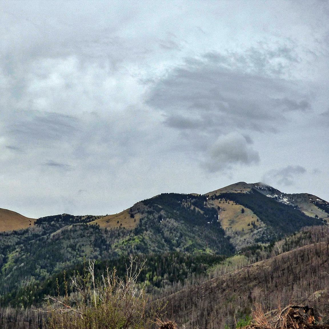 505Nomad's tweet image. Sierra Blanca is the highest peak in the Sacramento Mountains at 11,981 feet. Located on the Mescalero #Apache Indian Reservation, it is southern New Mexico's highest peak, located  approximately 10 miles west-northwest of #Ruidoso.

#landscape #daytrip #whataview #NewMexico