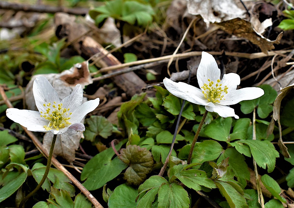 Keith Broomfield tweet media