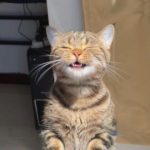 Conyy 🐧 ♡ | 🇨🇱 tweet media