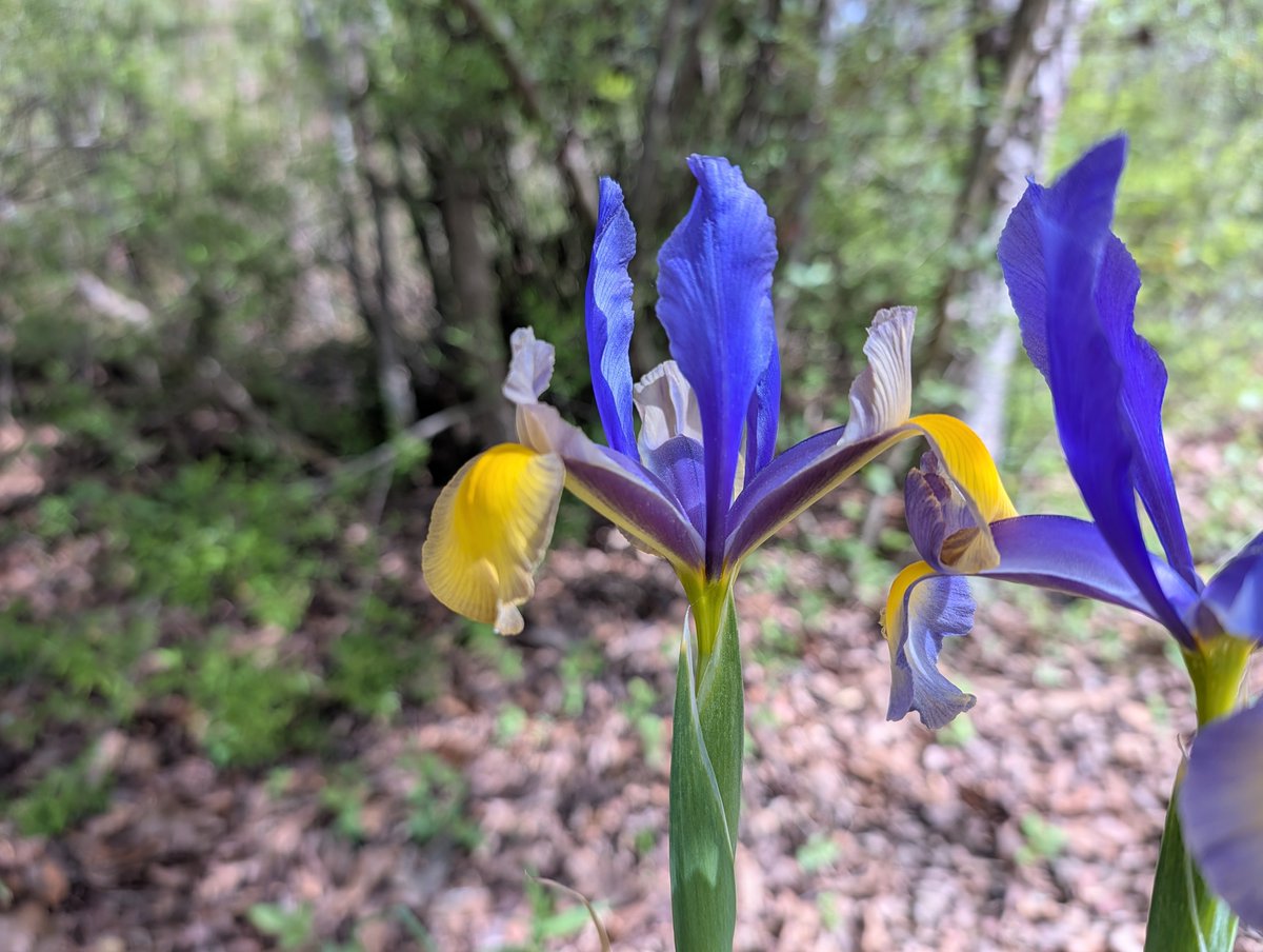 Violet Skye tweet media