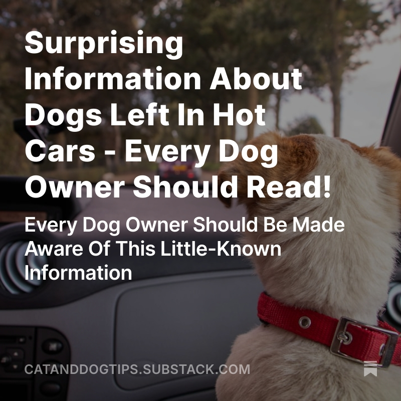 CatsAndDogsTips's tweet image. It's not just in Summer - some points to the ‘Dogs in hot cars’ discussion that may not be as widely known as they should be #Dogs #Doglovers #DogHealth medium.com/cat-and-dog-ti…
