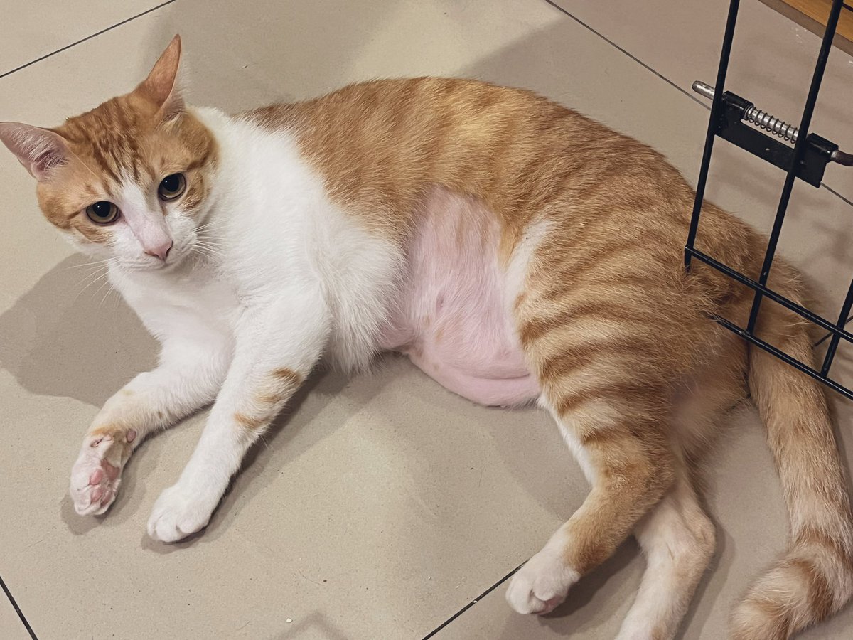 洛可洛斯特Loco Lost🥞鍊金術師VTUBER tweet media