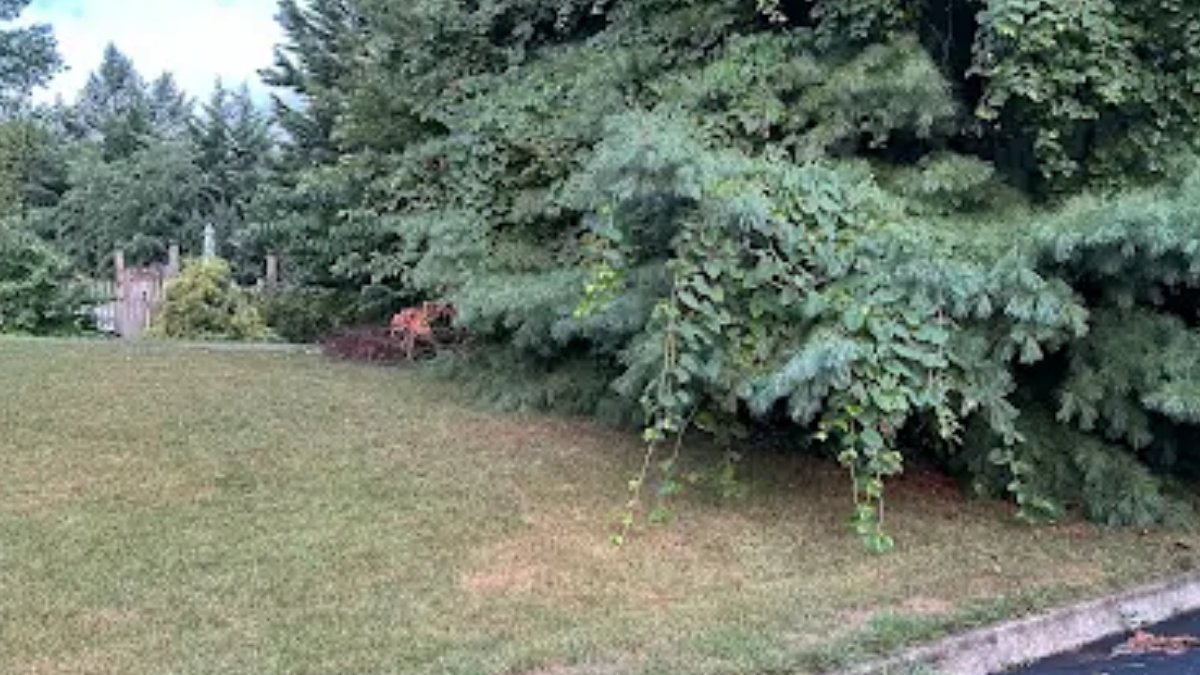 oathkeepers01's tweet photo. Why Fall Is a Critical Time for Tree Maintenance?

Fall is perfect for tree pruning, cleanup, and hazard removal. Prepare your trees for winter with Oathkeepers Tree Care in your area.

#FallTreeCare #TreeMaintenance https://t.co/OGRJ465X9W