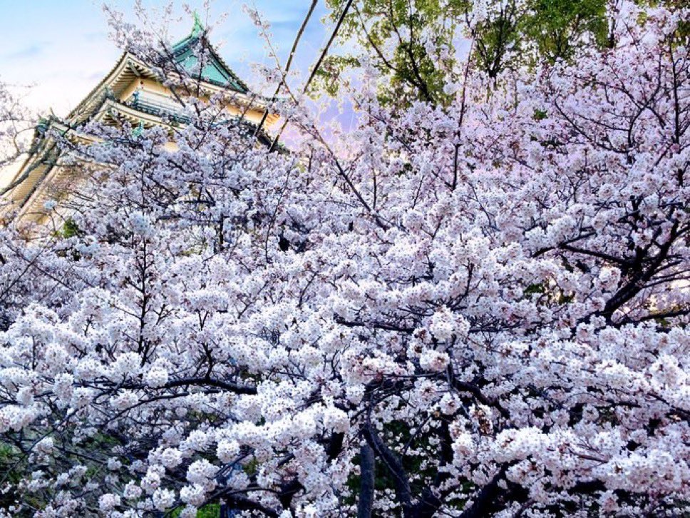 ミータン tweet media