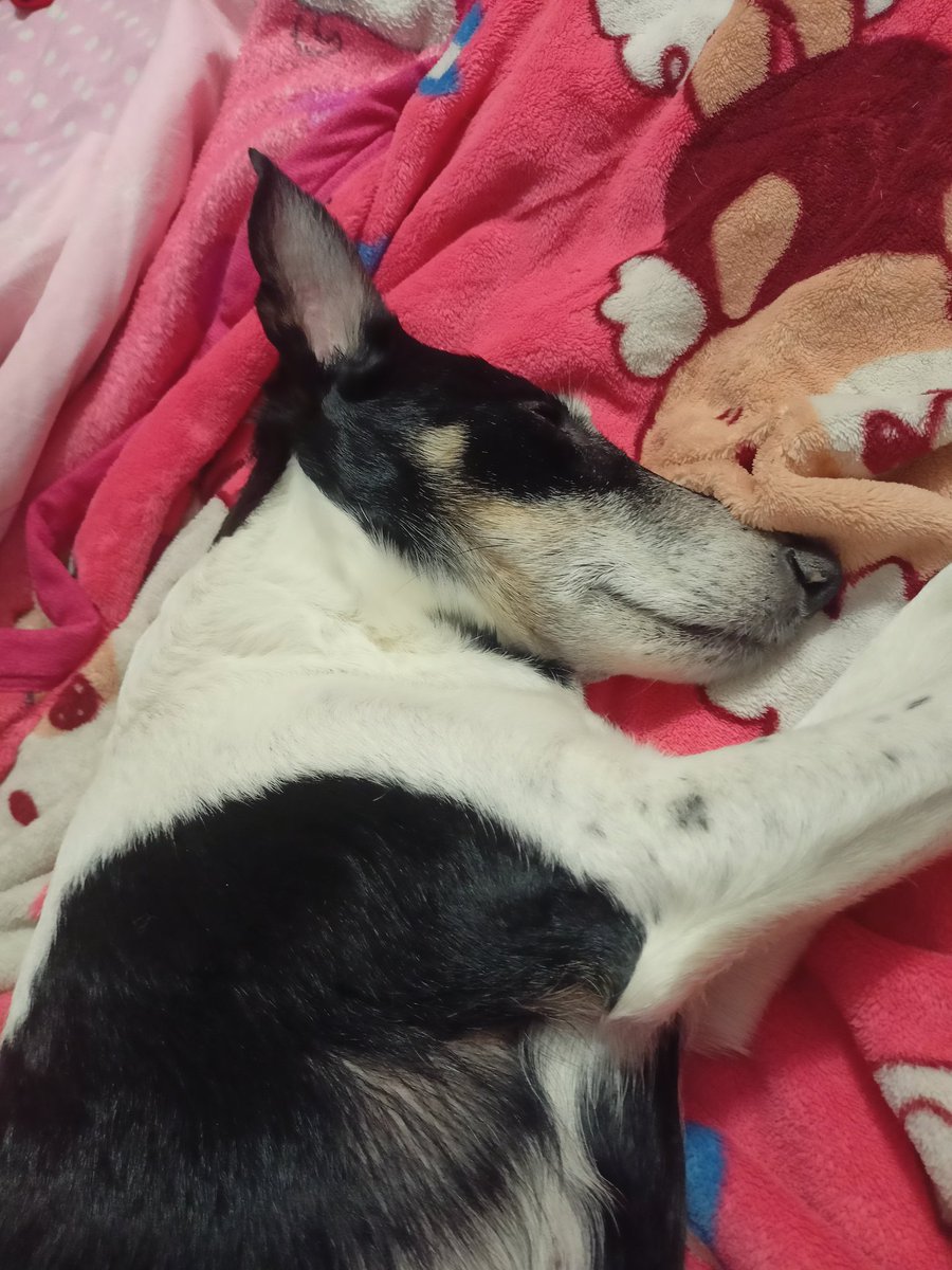 CrystalHeart121's tweet photo. Today, at 12 years, died my very first dog, who I owned since I was 9
Rest in piece my precious baby, I hope you had a great life https://t.co/IRTaVyf8rc