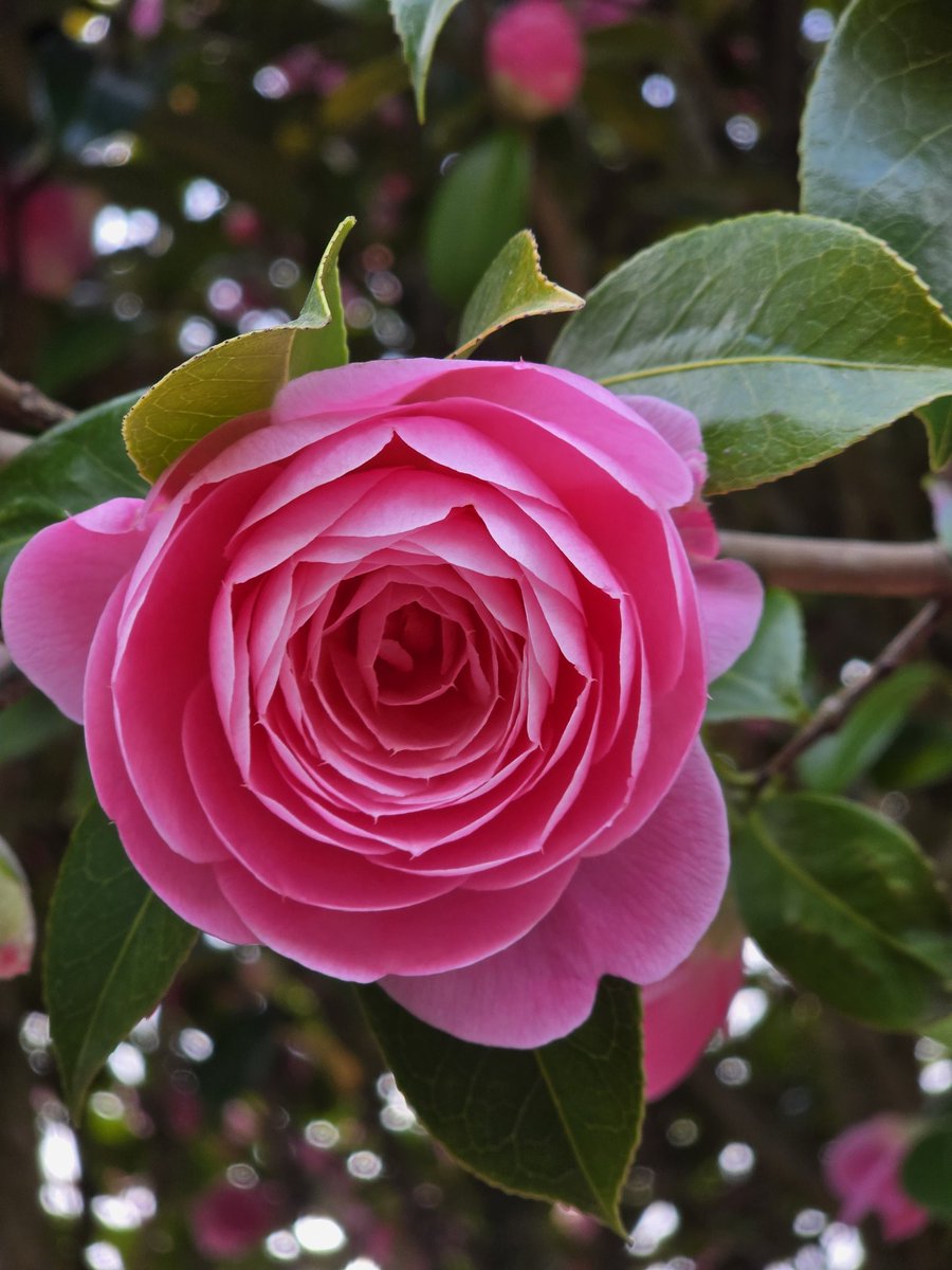 Katerina tweet media