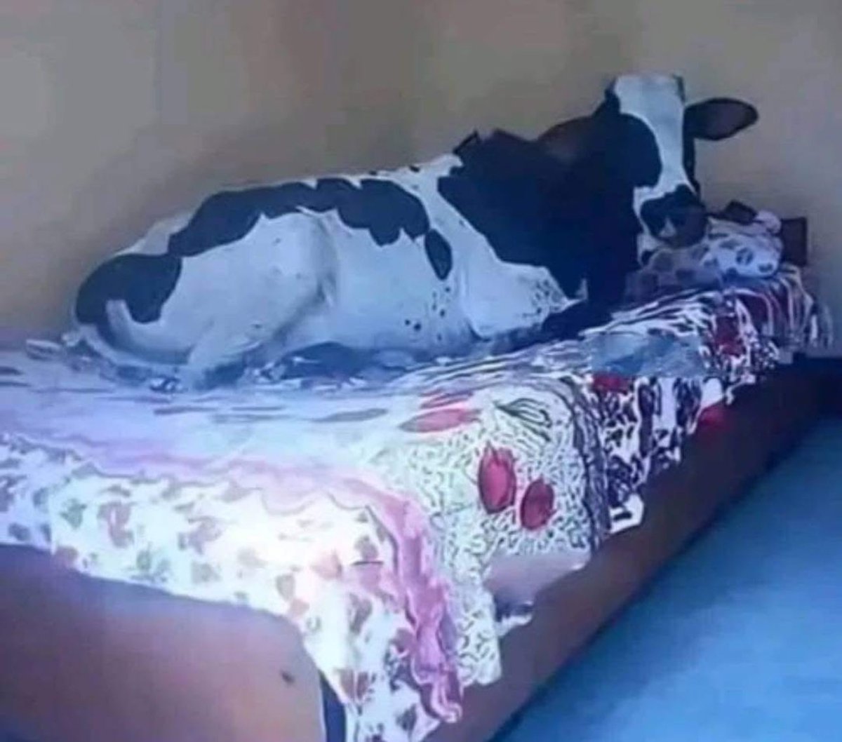 A ⸆⸉ ⋆‧°𓏲ּ𝄢 tweet media