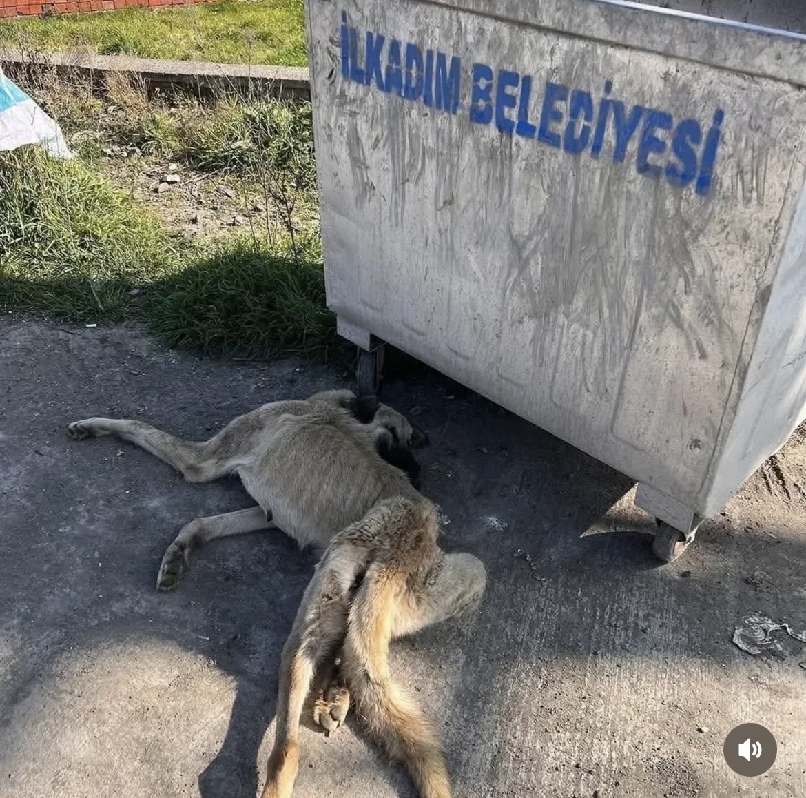 s.e.m.a.EST tweet media