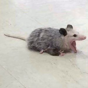 ☆Kₒᵤ𝘴ᵤ𝐩ₑᵢ🦦☆ tweet media