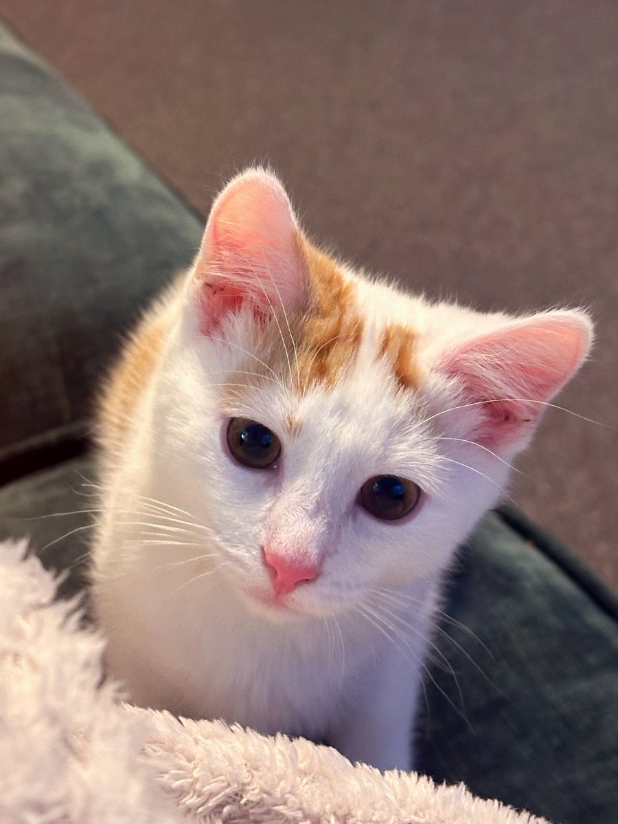 🎨 TORE & CHILI 🐈 tweet media