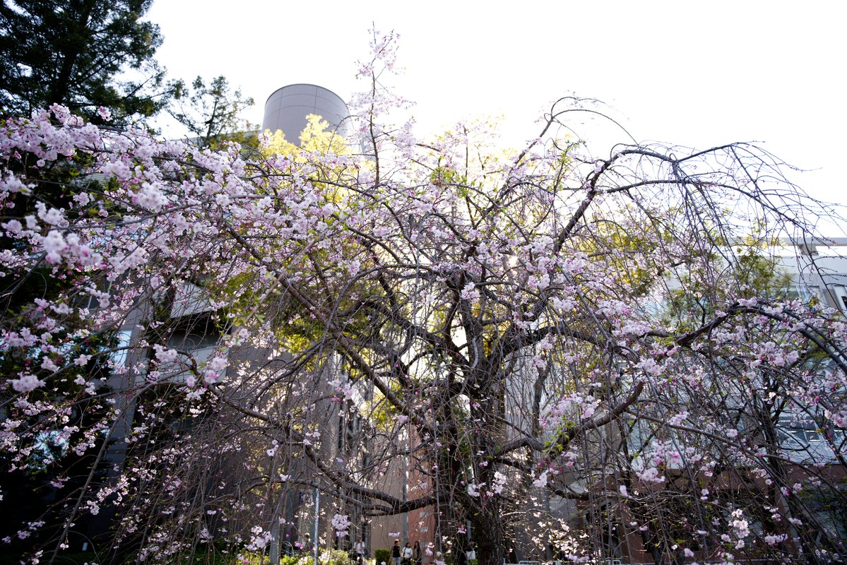 Σ(- （おど） tweet media