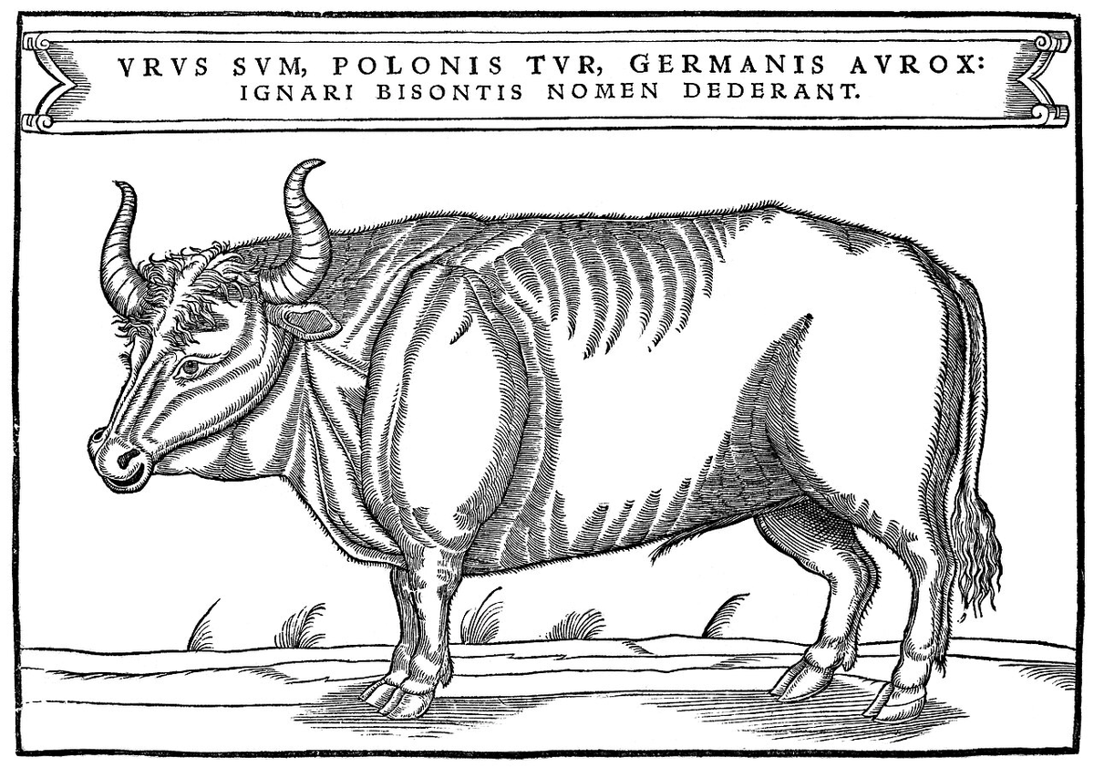 "Jestem Urus, od Polaków mam imię Tur, od Niemców Aurox, a od nieuków Żubr 😁