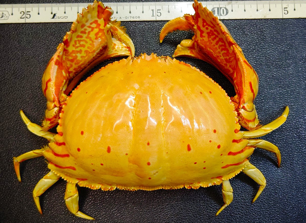 Turbjoke Museum tweet media