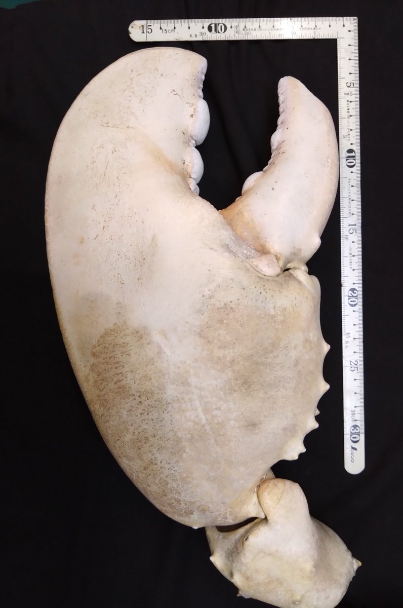 Turbjoke Museum tweet media