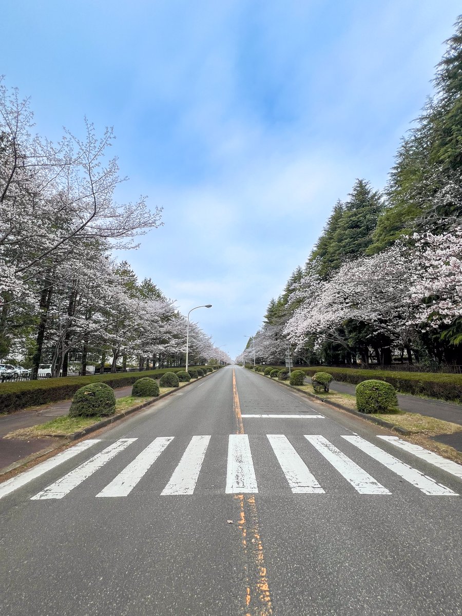 iwapyong【岩瀬聡志】 tweet media