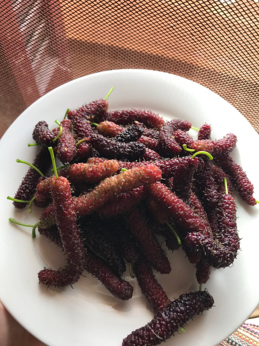 شَهدُ الَتِي 🇵🇸 tweet media