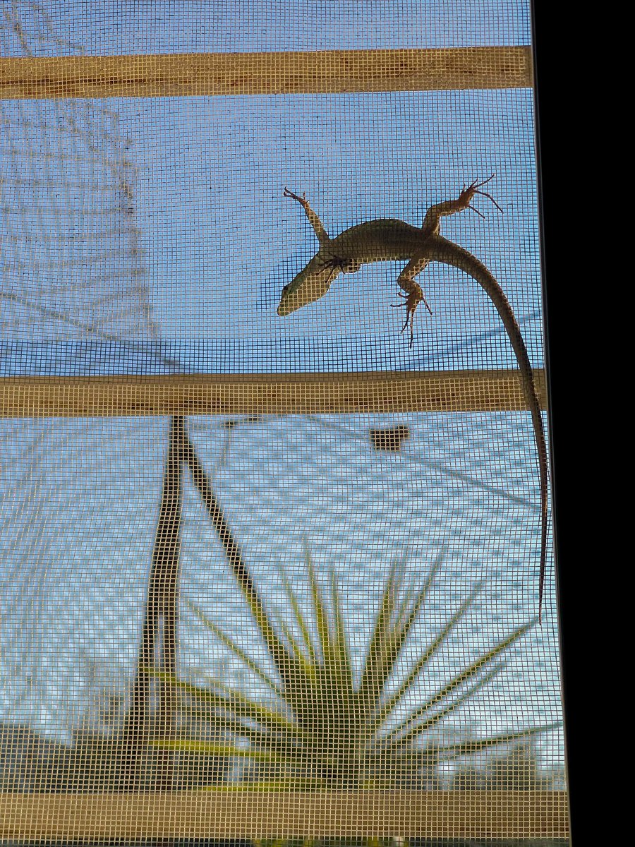 An unexpected visitor by my window