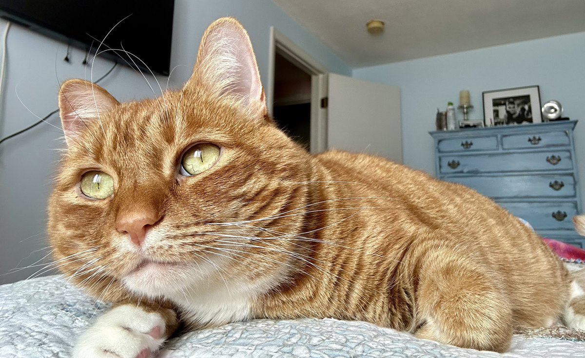 TinyAngelBill & Stanley tweet media