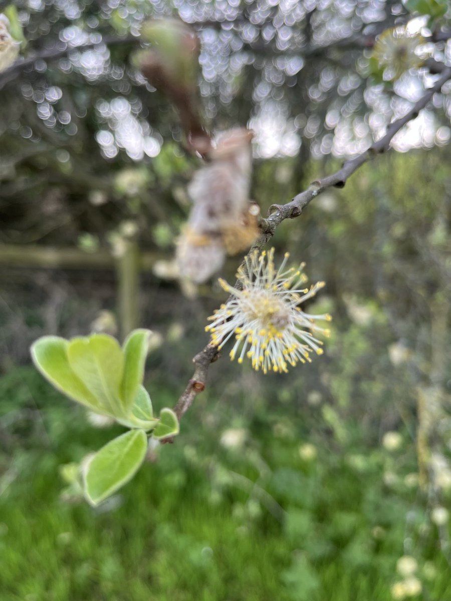 Ian Tattum tweet media