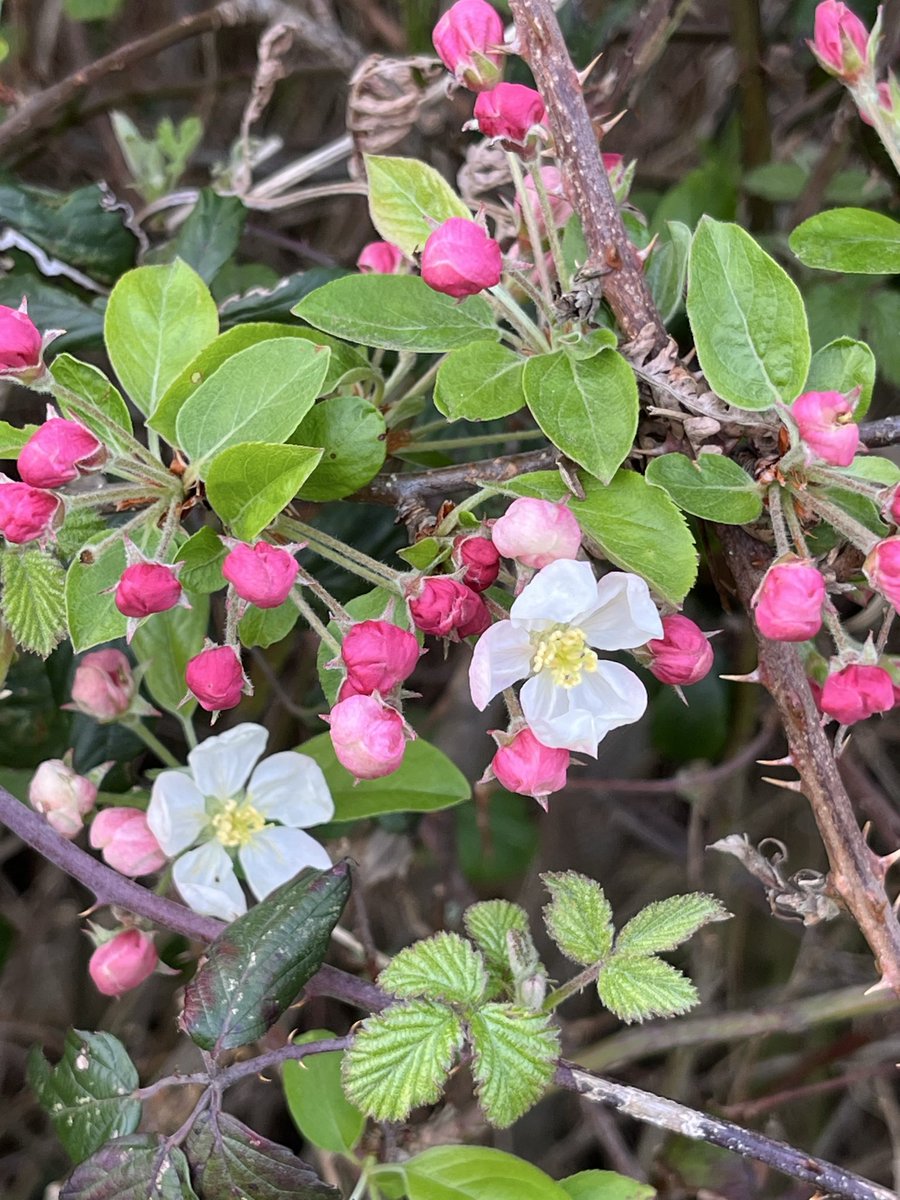 Ian Tattum tweet media