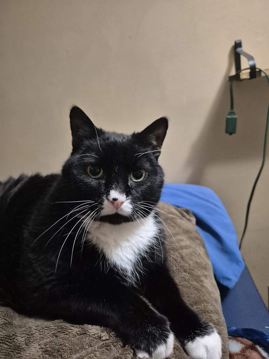 cody bot (ashely jonna williams) long lost cousin tweet media