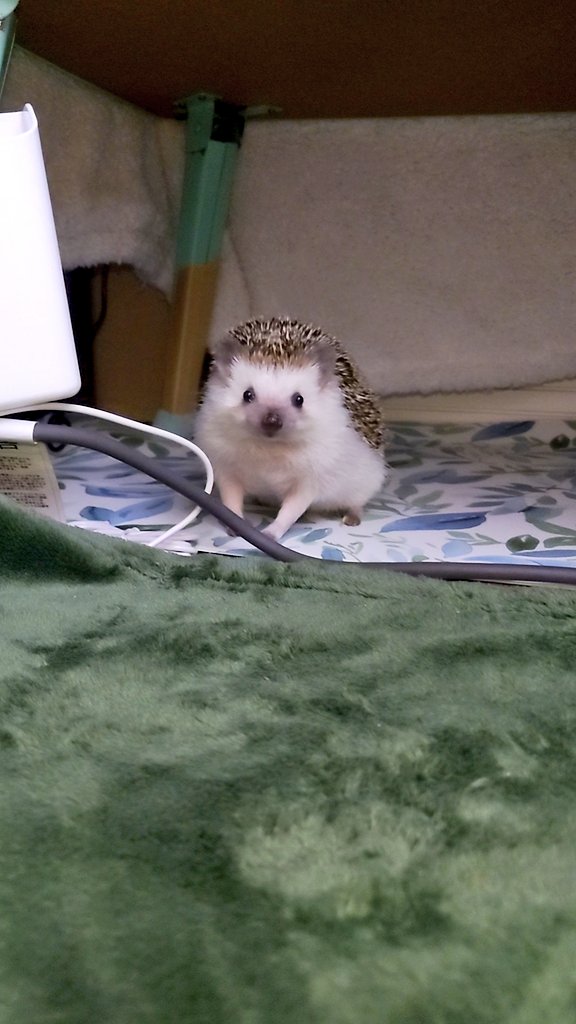 ちりすけ tweet media