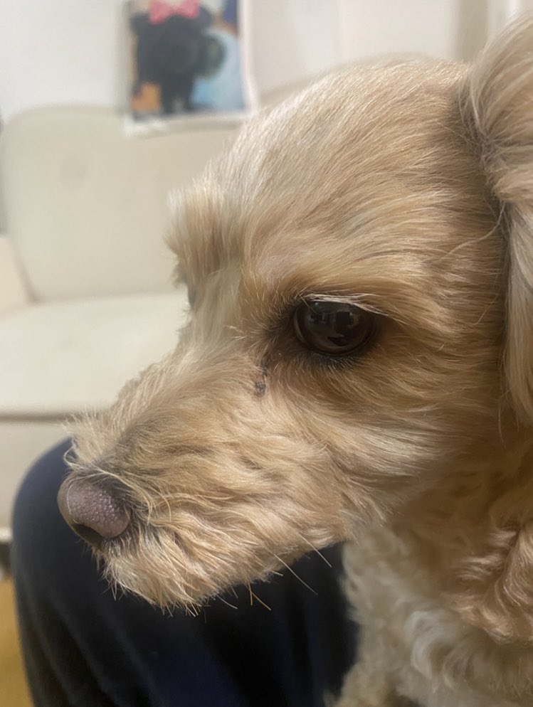 中村福助 tweet media