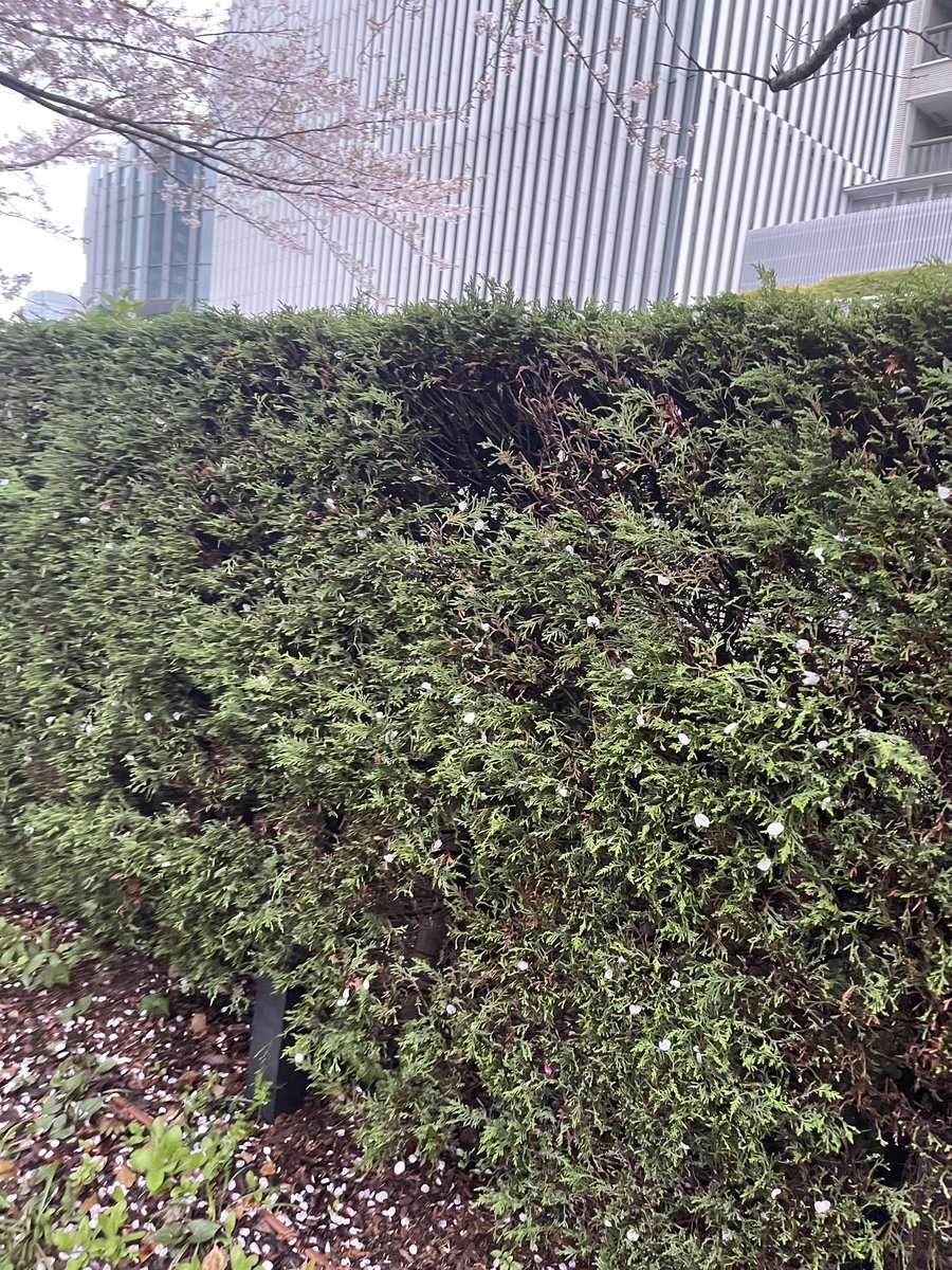 AMY MAKINO tweet media