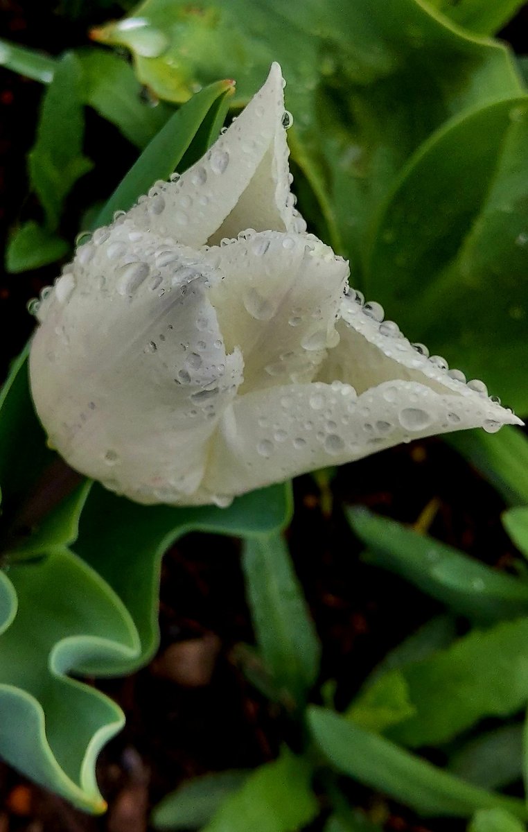 🌷☔雨降り☔🌷
#雫
#花