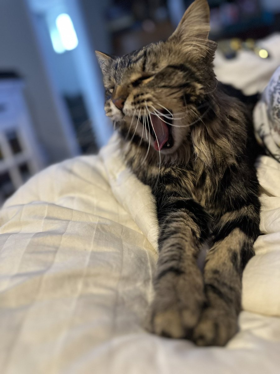 Mamacita tweet media