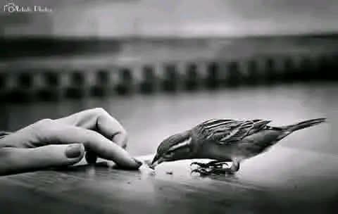 Ha_d12X's tweet photo. كنت أطعمه قمح فؤادي طوعا 🍁
فعجبا له كيف بات يرضيه فتات الطريق.🍁🕊🍃 https://t.co/oEakpXEjYD