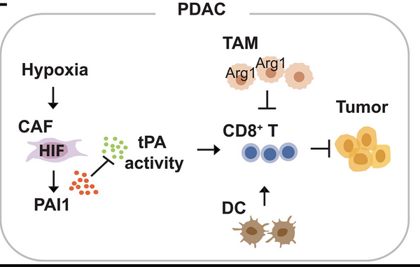 Anirban Maitra tweet media