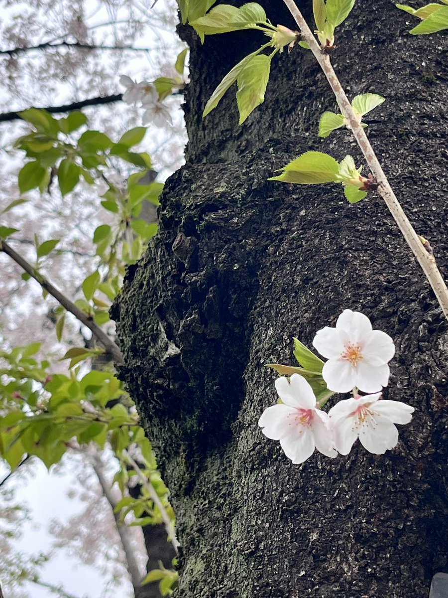 🍀よしだやこら🍀4/4〜通販 tweet media