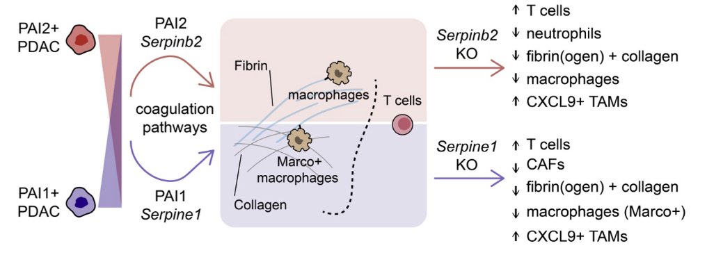 Anirban Maitra tweet media