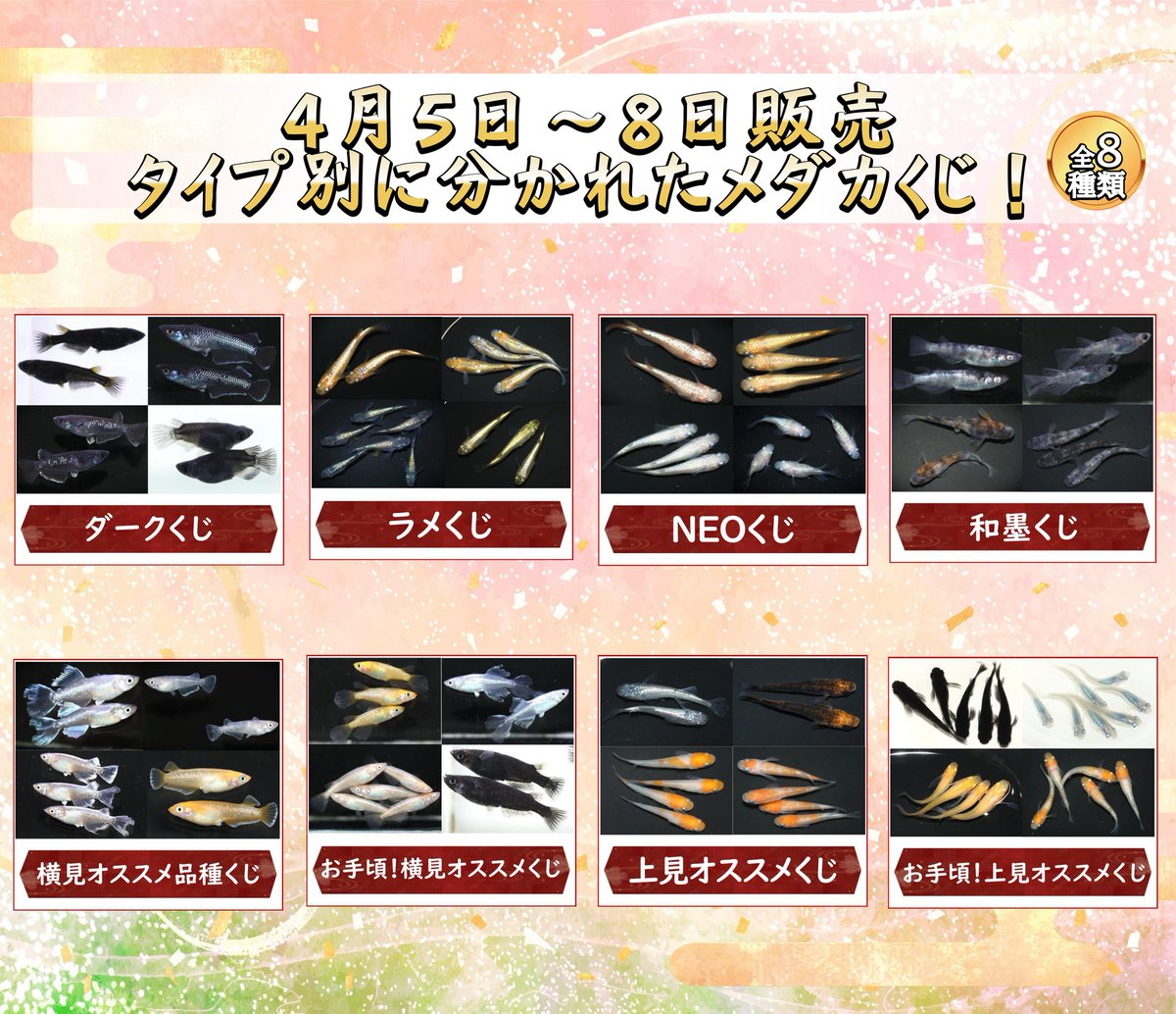 ?【4/5〜8限定】オンラインメダカ市開催? 本日18:00スタート 