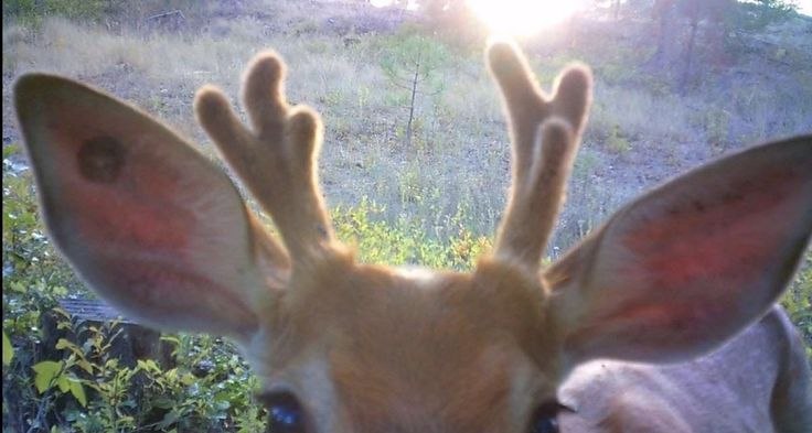 Deerposts tweet media